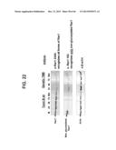 COMPOSITIONS RELATING TO A MUTANT CLOSTRIDIUM DIFFICILE TOXIN AND METHODS     THEREOF diagram and image