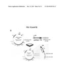 CLONAL ANALYSIS OF FUNCTIONAL GENOMIC ASSAYS AND COMPOSITIONS FOR     PRACTICING SAME diagram and image