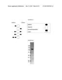 Serpin Fusion Polypeptides And Methods Of Purification Thereof diagram and image