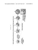 SINGLE NANOPARTICLE HAVING A NANOGAP BETWEEN A CORE MATERIAL AND A SHELL     MATERIAL, AND PREPARATION METHOD THEREOF diagram and image