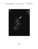 ENRICHMENT AND IDENTIFICATION OF FETAL CELLS IN MATERNAL BLOOD AND LIGANDS     FOR SUCH USE diagram and image