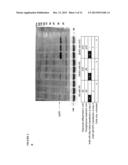 UCP1 (THERMOGENIN) - INDUCING AGENTS FOR USE IN THE TREATMENT OF A     DISORDER OF THE ENERGY HOMEOSTASIS diagram and image