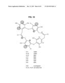 CHRYSOPHAENTIN ANALOGS THAT INHIBIT FTSZ PROTEIN diagram and image