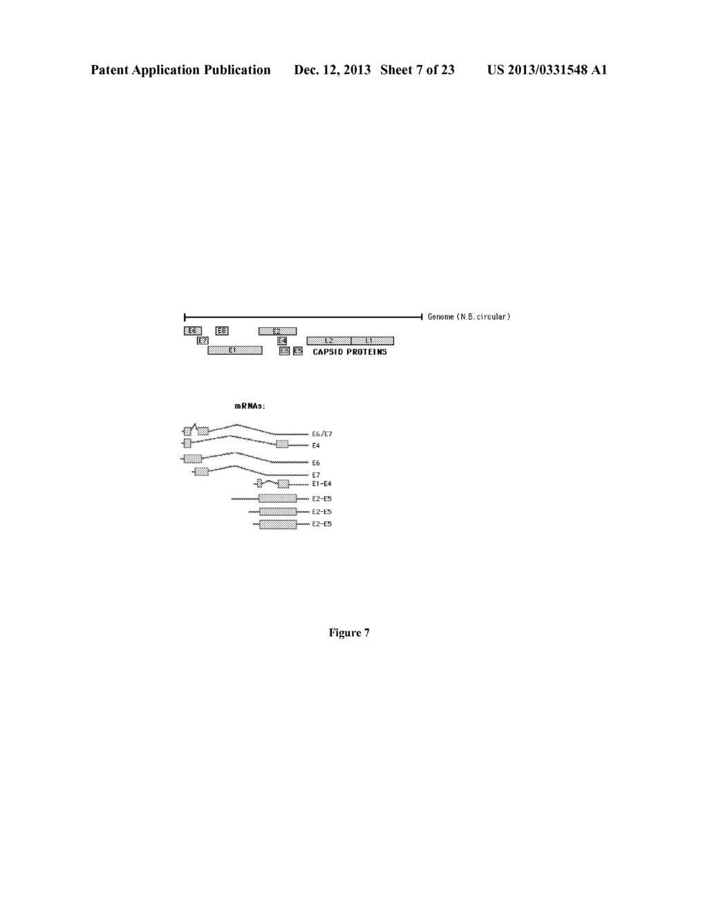 COMPOSITIONS OF FLAGELLIN AND PAPILLOMAVIRUS ANTIGENS - diagram, schematic, and image 08