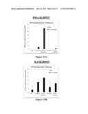 COMPOSITIONS OF FLAGELLIN AND PAPILLOMAVIRUS ANTIGENS diagram and image