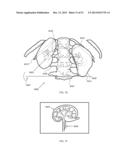 ENERGETIC MODULATION OF NERVES diagram and image