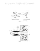 PHOTOALIGNMENT OF MATERIALS INCLUDING LIQUID CRYSTALS diagram and image