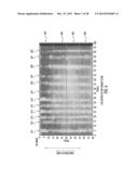 MULTI-COLOR DETECTION SYSTEM FOR MULTIPLEXED CAPILLARY ELECTROPHORESIS diagram and image