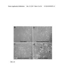 Compositions and Methods for Restoring or Rejuvenating Stem/Progenitor     Cell Function diagram and image