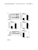 Compositions and Methods for Restoring or Rejuvenating Stem/Progenitor     Cell Function diagram and image