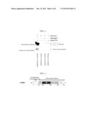 Drug Transporter Permeating Blood-Brain Barrier, Peptide and Use Thereof diagram and image