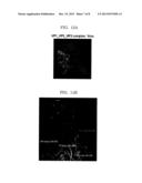 Drug Transporter Permeating Blood-Brain Barrier, Peptide and Use Thereof diagram and image