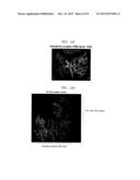 Drug Transporter Permeating Blood-Brain Barrier, Peptide and Use Thereof diagram and image