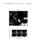 NEGATIVE ELECTRODE MATERIAL FOR A SECONDARY BATTERY AND METHOD FOR     MANUFACTURING SAME diagram and image