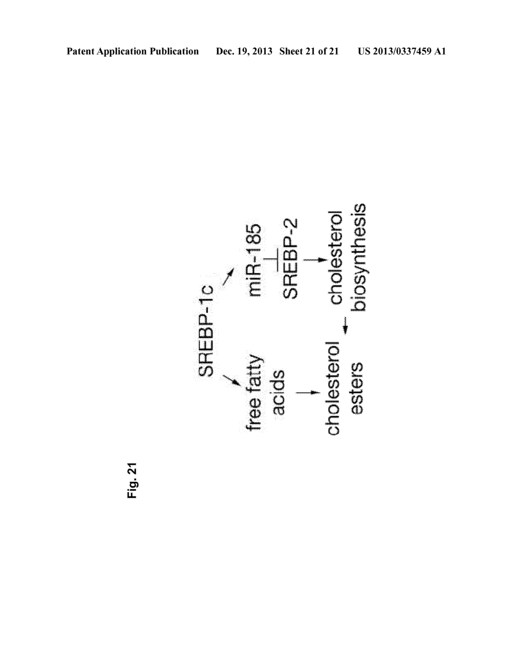 A METHOD OF ENHANCING MIR-185 EXPRESSION TO REDUCE LOW DENSITY     LIPOPROTEIN/CHOLESTEROL ACCUMULATION IN A CELL - diagram, schematic, and image 22