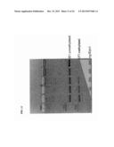 Methods and Compositions for Segregating Target Nucleic Acid from Mixed     Nucleic Acid Samples diagram and image