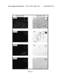 CELL IDENTIFICATION WITH NANOPARTICLES, COMPOSITIONS AND METHODS RELATED     THERETO diagram and image