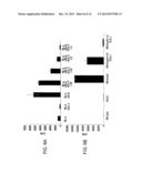 ADHERENT CELLS FROM PLACENTA TISSUE AND USE THEREOF IN THERAPY diagram and image