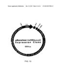 ADHERENT CELLS FROM PLACENTA TISSUE AND USE THEREOF IN THERAPY diagram and image