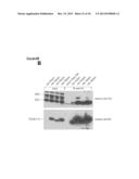 TAZ/WWTR1 FOR DIAGNOSIS AND TREATMENT OF CANCER diagram and image