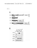 FUSION PROTEIN COMPRISING ALBUMIN AND RETINOL-BINDING PROTEIN diagram and image