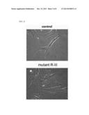 FUSION PROTEIN COMPRISING ALBUMIN AND RETINOL-BINDING PROTEIN diagram and image