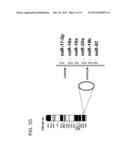 TH1-ASSOCIATED MICRORNAS AND THEIR USE FOR TUMOR IMMUNOTHERAPY diagram and image