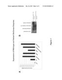 VARIANT, RECOMBINANT BETA-GLUCOCEREBROSIDASE PROTEINS WITH INCREASED     STABILITY AND INCREASED RETAINED CATALYTIC ACTIVITY diagram and image