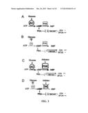 INHIBITORS OF CYCLIC AMP PHOSPHODIESTERASES diagram and image