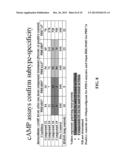 INHIBITORS OF CYCLIC AMP PHOSPHODIESTERASES diagram and image