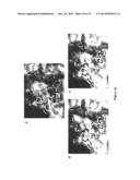 HEPATITIS C VIRUS VARIANTS diagram and image