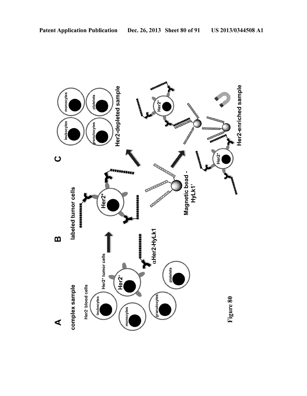 Methods and/or Use of Oligonucleotide Conjugates for Suppressing     Background Due to Cross-Hybridization - diagram, schematic, and image 81