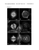 USE OF STATHMIN AS A BIOMARKER OF DRUG RESPONSE TO FURAZANOBENZIMIDAZOLES diagram and image