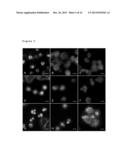 USE OF STATHMIN AS A BIOMARKER OF DRUG RESPONSE TO FURAZANOBENZIMIDAZOLES diagram and image