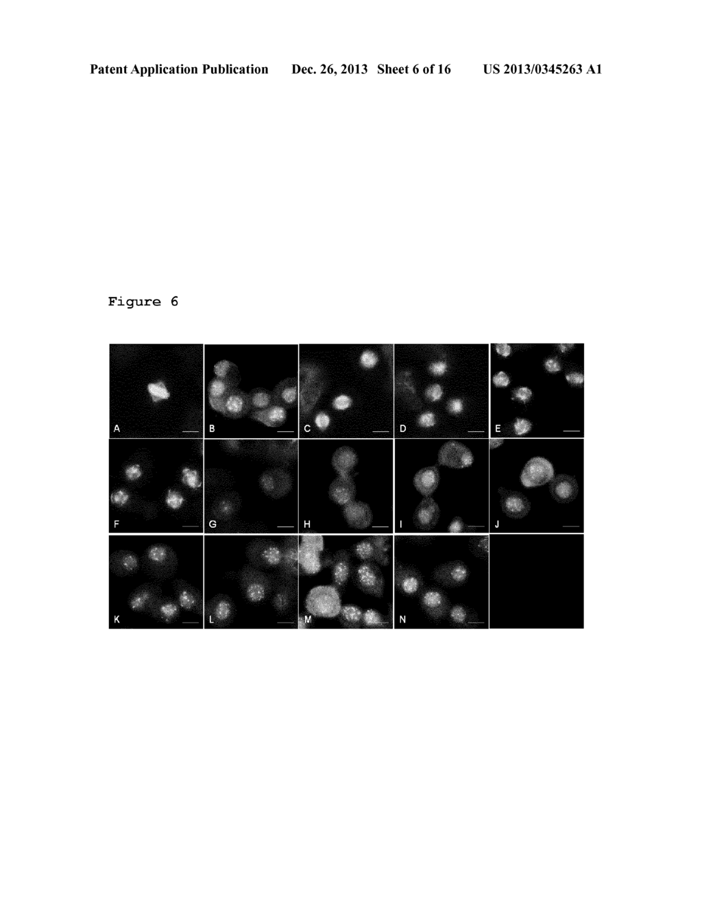 USE OF STATHMIN AS A BIOMARKER OF DRUG RESPONSE TO FURAZANOBENZIMIDAZOLES - diagram, schematic, and image 07