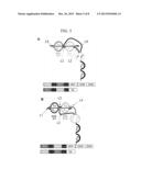 Dual Variable Region Antibody-Like Binding Proteins Having Cross-Over     Binding Region Orientation diagram and image