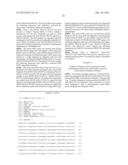 USE OF A SEED SPECIFIC PROMOTER TO DRIVE ODP1 EXPRESSION IN CRUCIFEROUS     OILSEED PLANTS TO INCREASE OIL CONTENT WHILE MAINTAINING NORMAL     GERMINATION diagram and image