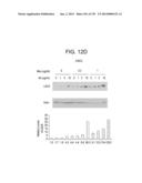 METHODS FOR TREATING OR PREVENTING CHOLESTEROL RELATED DISORDERS diagram and image