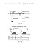 DETOXIFIED PNEUMOCOCCAL NEURAMINIDASE AND USES THEREOF diagram and image