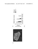 COMPOSITIONS AND METHODS FOR TREATING AND PREVENTING PORCINE REPRODUCTIVE     AND RESPIRATORY SYNDROME diagram and image