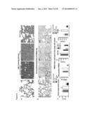 COMPOSITIONS AND METHODS FOR TREATING AND PREVENTING PORCINE REPRODUCTIVE     AND RESPIRATORY SYNDROME diagram and image