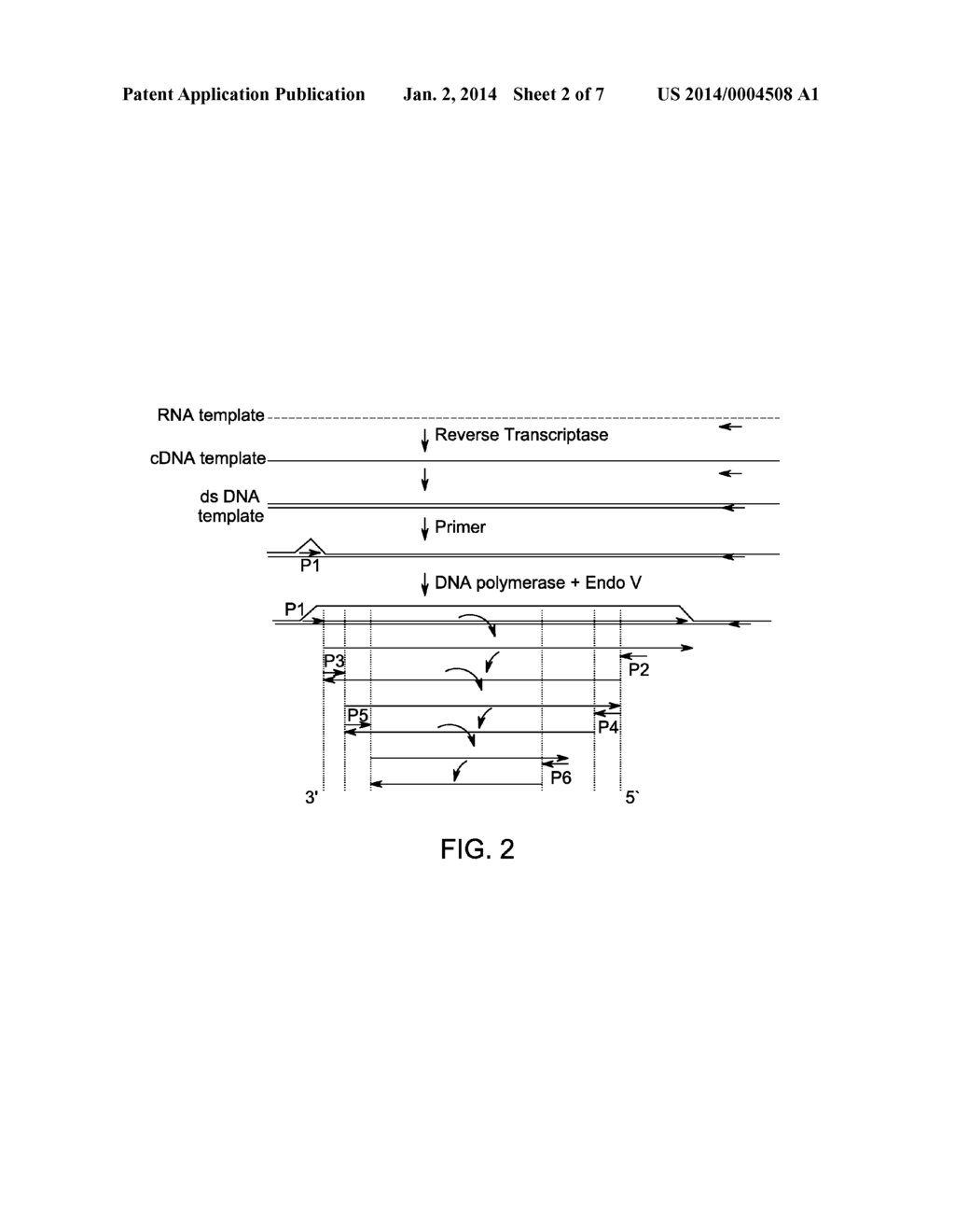 METHOD FOR ISOTHERMAL DNA AMPLIFICATION STARTING FROM AN RNA TEMPLATE - diagram, schematic, and image 03