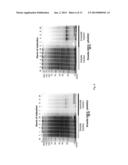 METHOD FOR THE DETERMINATION OF BOTULINUM NEUROTOXIN BIOLOGICAL ACTIVITY diagram and image