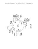 RECOMBINATIONAL CLONING USING NUCLEIC ACIDS HAVING RECOMBINATION SITES diagram and image