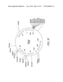 RECOMBINATIONAL CLONING USING NUCLEIC ACIDS HAVING RECOMBINATION SITES diagram and image