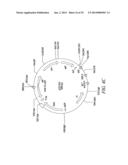 RECOMBINATIONAL CLONING USING NUCLEIC ACIDS HAVING RECOMBINATION SITES diagram and image