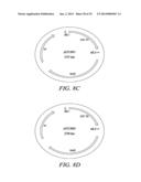 RECOMBINATIONAL CLONING USING NUCLEIC ACIDS HAVING RECOMBINATION SITES diagram and image