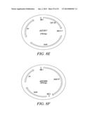 RECOMBINATIONAL CLONING USING NUCLEIC ACIDS HAVING RECOMBINATION SITES diagram and image