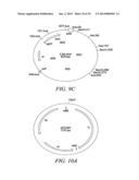 RECOMBINATIONAL CLONING USING NUCLEIC ACIDS HAVING RECOMBINATION SITES diagram and image