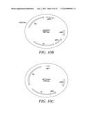 RECOMBINATIONAL CLONING USING NUCLEIC ACIDS HAVING RECOMBINATION SITES diagram and image